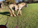 IMG_5599.jpeg