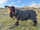 My Shetland-1043.jpg