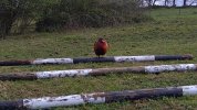 IMG_20260412_100312_MP.jpg