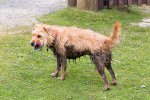 My Shetland-0587-2.jpg