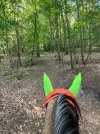 IMG_3657.jpeg