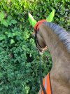 IMG_3694.jpeg