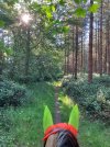 IMG_3741.jpeg