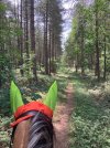 IMG_3772.jpeg