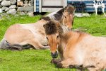 My Shetland-0825.jpg