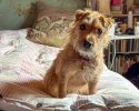 My Shetland-3457.jpg