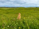My Shetland-4318.jpg