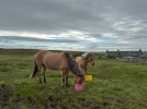 My Shetland-4759.jpg