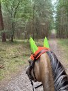 IMG_4357.jpeg
