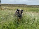 My Shetland-5523.jpg