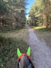 IMG_4411.jpeg