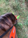 IMG_4496.jpeg