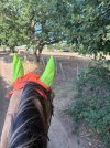 IMG_4517.jpeg