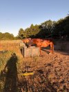 IMG_4538.jpeg