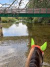 IMG_4740.jpeg