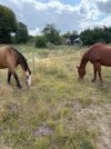 IMG_4745.jpeg