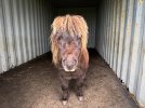 My Shetland-6544.jpg My Shetland-6544.jpg