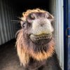 My Shetland-6543.jpg My Shetland-6543.jpg