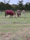 IMG_4914.jpeg IMG_4914.jpeg