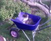 Chaos and the Wheelbarrow.jpg