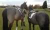 Ebony&Jessie tacked up.JPG