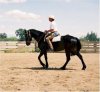 friesian.jpg friesian.jpg