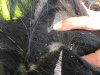 Maisieforelock.jpg