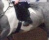 Saddleflap.jpg