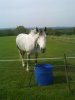 PHONE PICTURES 056.jpg