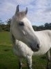 Horse Calender 007.jpg