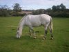 Horse Calender 006.jpg
