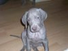 puppies 19[1].11.08 036.jpg