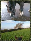 collage-1671555803992.jpg collage-1671555803992.jpg