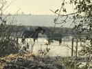 IMG_1172.JPG