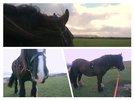 collage-1675438800067.jpg