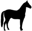 horse.png
