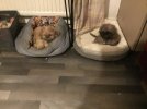IMG_3656.jpeg