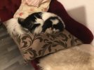 IMG_3653.jpeg