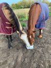 IMG_0270.jpeg
