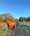IMG_0323.jpeg