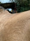 IMG_0432.jpeg