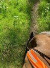IMG_1247.jpeg