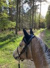 IMG_1264.jpeg