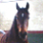 leoquine