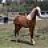 stoli_dolly