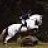 *Grey Gelding*