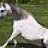 Fluffy_Pony