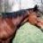 HorseCrazyGurl!