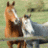 catlover_98uk