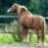 candypony